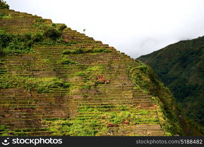 blur in philippines terrace field for coultivation of rice from banaue unesco site