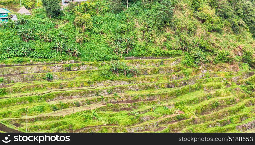 blur in philippines terrace field for coultivation of rice from banaue unesco site