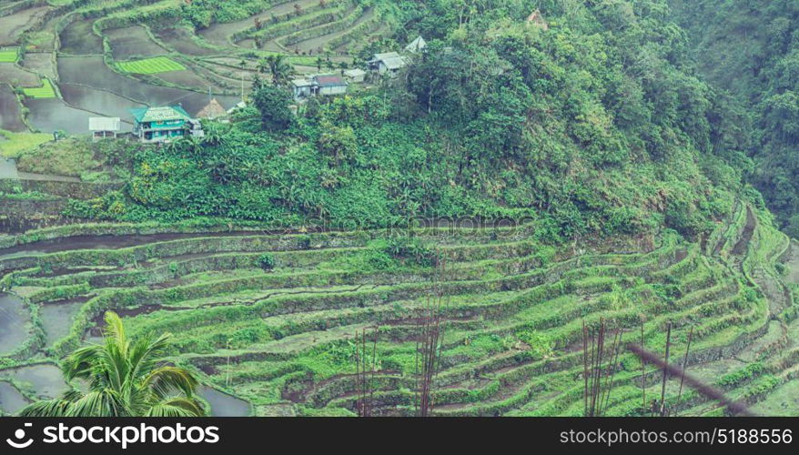 blur in philippines terrace field for coultivation of rice from banaue unesco site