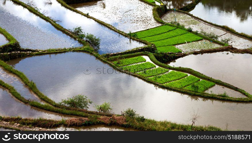 blur in philippines terrace field for coultivation of rice from banaue unesco site