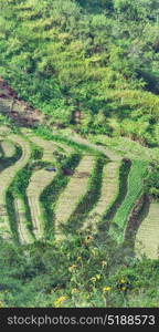 blur in philippines terrace field for coultivation of rice from banaue unesco site