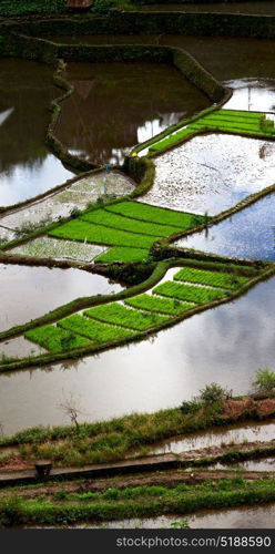 blur in philippines terrace field for coultivation of rice from banaue unesco site