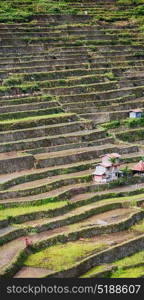 blur in philippines terrace field for coultivation of rice from banaue unesco site