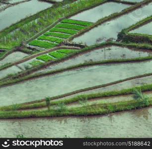 blur in philippines terrace field for coultivation of rice from banaue unesco site