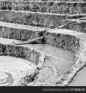 blur in philippines terrace field for coultivation of rice from banaue unesco site