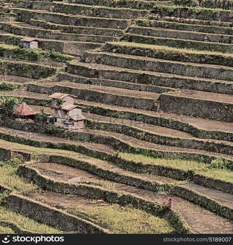 blur in philippines terrace field for coultivation of rice from banaue unesco site