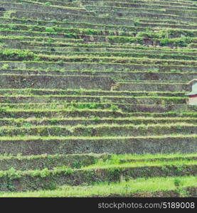 blur in philippines terrace field for coultivation of rice from banaue unesco site