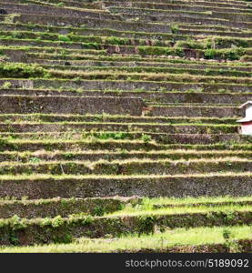 blur in philippines terrace field for coultivation of rice from banaue unesco site