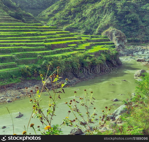 blur in philippines terrace field for coultivation of rice from banaue unesco site