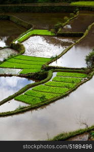 blur in philippines terrace field for coultivation of rice from banaue unesco site