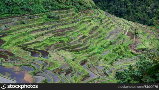 blur in philippines terrace field for coultivation of rice from banaue unesco site