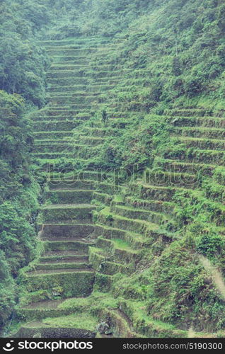 blur in philippines terrace field for coultivation of rice from banaue unesco site