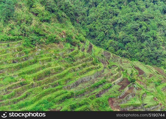 blur in philippines terrace field for coultivation of rice from banaue unesco site