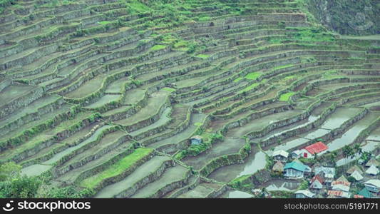 blur in philippines terrace field for coultivation of rice from banaue unesco site