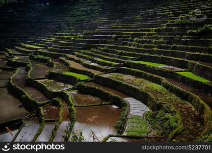 blur in philippines terrace field for coultivation of rice from banaue unesco site