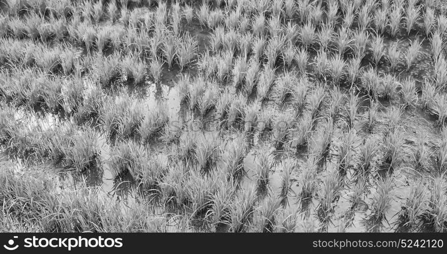 blur in philippines terrace field for coultivation of rice from banaue unesco site