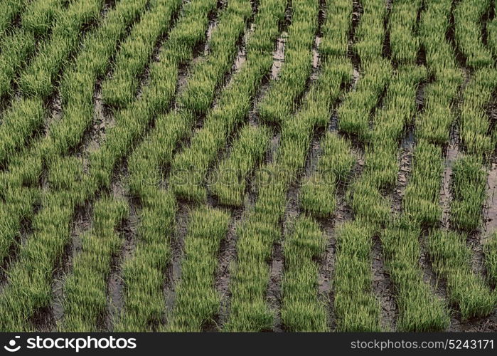 blur in philippines terrace field for coultivation of rice from banaue unesco site