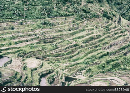 blur in philippines terrace field for coultivation of rice from banaue unesco site