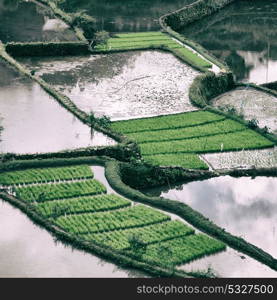 blur in philippines terrace field for coultivation of rice from banaue unesco site