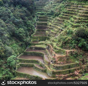 blur in philippines terrace field for coultivation of rice from banaue unesco site