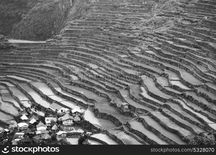 blur in philippines terrace field for coultivation of rice from banaue unesco site