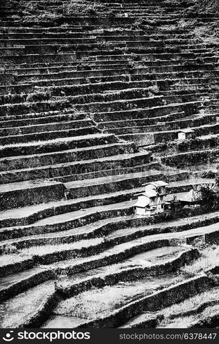 blur in philippines terrace field for coultivation of rice from banaue unesco site