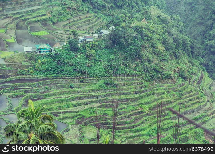 blur in philippines terrace field for coultivation of rice from banaue unesco site