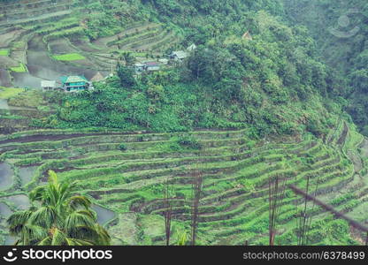 blur in philippines terrace field for coultivation of rice from banaue unesco site