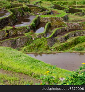 blur in philippines terrace field for coultivation of rice from banaue unesco site