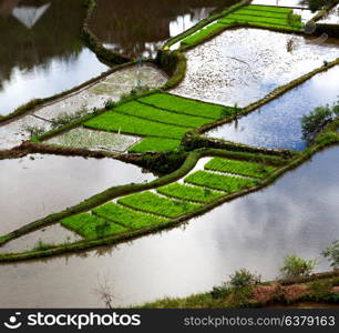 blur in philippines terrace field for coultivation of rice from banaue unesco site