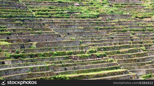 blur in philippines terrace field for coultivation of rice from banaue unesco site