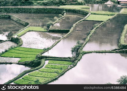 blur in philippines terrace field for coultivation of rice from banaue unesco site