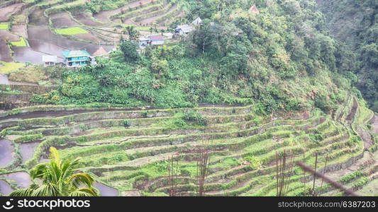 blur in philippines terrace field for coultivation of rice from banaue unesco site