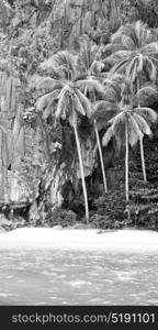 blur in philippines view from a boat of palm cliff beach and rock from pacific ocean