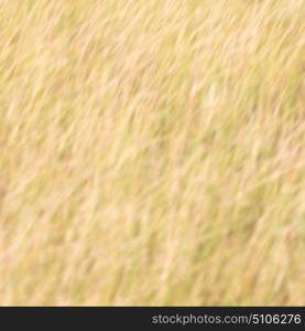 blur in south africa abstract grass like background texture