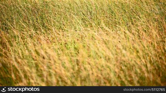 blur in south africa abstract grass like background texture