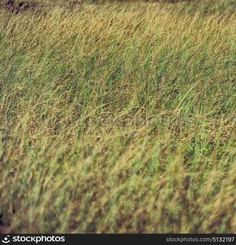 blur in south africa abstract grass like background texture