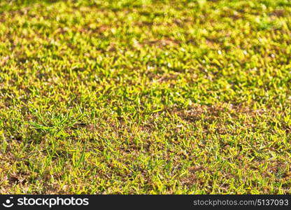 blur in south africa abstract grass like background texture