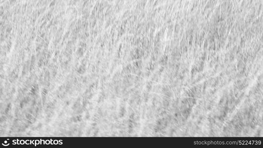 blur in south africa abstract grass like background texture