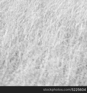 blur in south africa abstract grass like background texture
