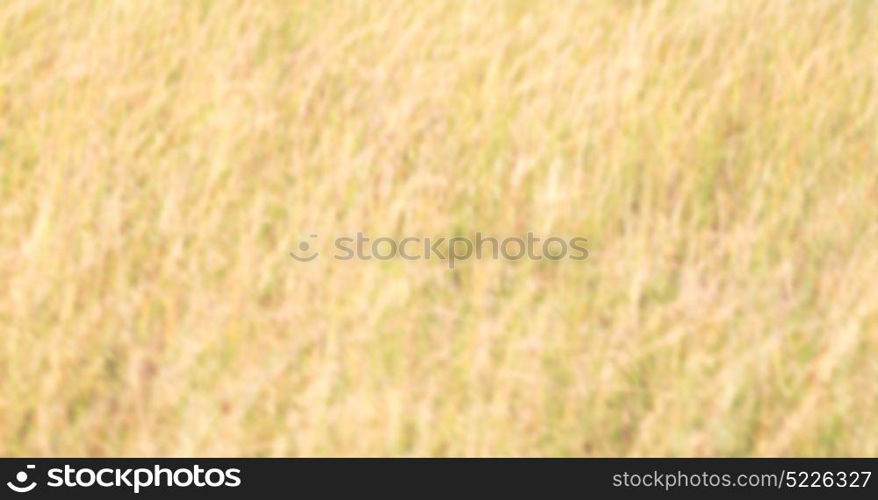 blur in south africa abstract grass like background texture