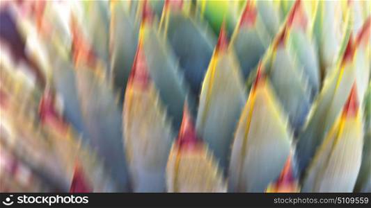 blur in south africa abstract leaf of cactus plant and light