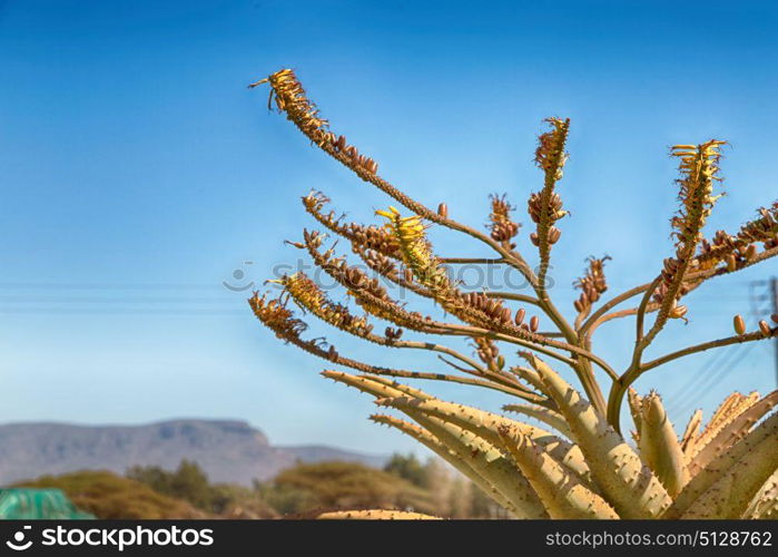 blur in south africa abstract leaf of cactus plant and light