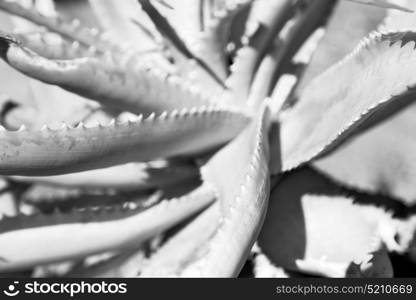 blur in south africa abstract leaf of cactus plant and light