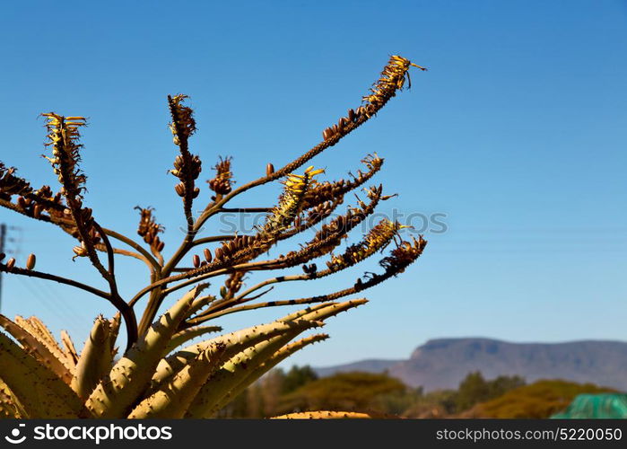 blur in south africa abstract leaf of cactus plant and light