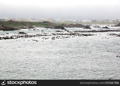 blur in south africa betty&rsquo;s bay wildlife nature reserve birds penguin and rocks