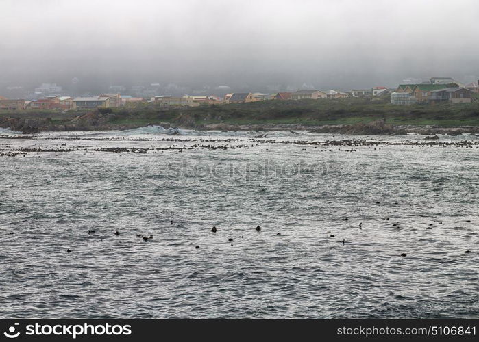 blur in south africa betty&rsquo;s bay wildlife nature reserve birds penguin and rocks