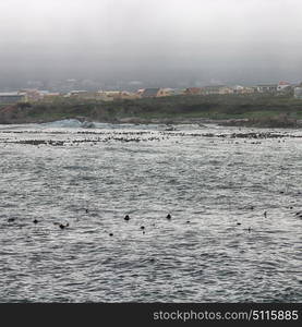 blur in south africa betty&rsquo;s bay wildlife nature reserve birds penguin and rocks