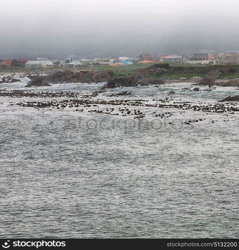 blur in south africa betty&rsquo;s bay wildlife nature reserve birds penguin and rocks