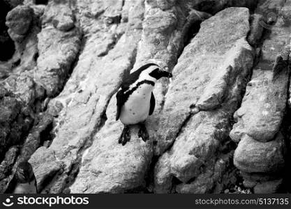 blur in south africa betty&rsquo;s bay wildlife nature reserve birds penguin and rocks